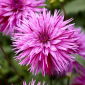 Dahlia - Gestreepte ambitie - 