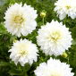 Dahlia - Fleurel