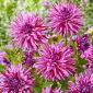 Dahlie - Blackberry Ripple