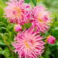 Dahlia - Star's Favourite