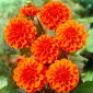 Dahlie - Orangennugget