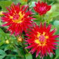 Dahlia - Bora Bora - 