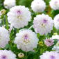 Dahlia - Eveline - 
