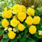 Begonia Non Stop - amarilla - 2 uds.