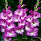 Anouk gladiolus - 5 st