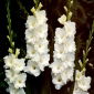 Bangladesh gladiolus - 5 pcs