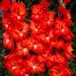 Franco Zecca gladiolen - 5 stuks - 