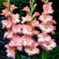 Monte Gordo gladiolus - 5 stk.