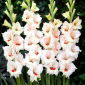 Candy Bar gladiolus - 5 stk