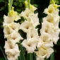 Rivendell gladiolas - 5 vnt.