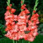 Ted's Frizzle gladiolas - 5 vnt.