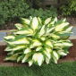 Hosta du festival des couleurs, lys plantain - feuilles tricolores