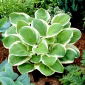 Diana Remembered hosta, plantain lilje - stor blomst