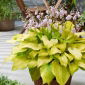 Ki Ren Jyaku hosta, giglio di piantaggine - rosa, fiore semidoppio