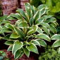 Queen Josephine Hosta, Wegerich-Lilie - 