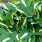 Hosta di affari rischiosi, giglio di piantaggine