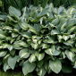 Snake Eyes hosta, plantain lily