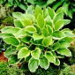 Niin Sweet hosta, jauhobanaani lilja - tuoksuva lajike