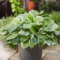 Sorbet hosta, plantain lilje - røde bladstilke