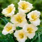 Longfields Pearl daglilje