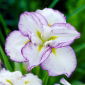 Dinerbord Tiramisu Japanse iris (Iris ensata) - 