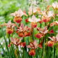 Paprikash Siberian iris, Siberian flag