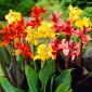 Canna lelie kleurenmix - 