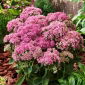 Carl stonecrop - Sedum - piantina