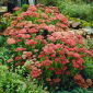 Herbstfreude orpine - Sedum - planta