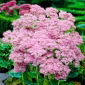 Rozchodník brilantný - Sedum - sadenica
