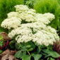 Rozchodník hviezdny - Sedum - semiačka