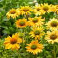 Mellow Yellows equinácea púrpura oriental de flores amarillas - 1 pieza; erizo equinácea, Echinacea