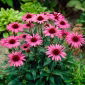 El rey equinácea púrpura oriental de flores grandes - 1 pieza; erizo equinácea, Echinacea