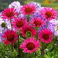 Vintage Wijn oostelijke paarse zonnehoed - 1 st; egel zonnehoed, Echinacea - 