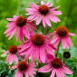 Magnuse roosa õiega ida-lilla käbiõis - 1 tk; siil-käbilill, Echinacea