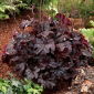 Obsidiaan aluinwortel - 1 stuks; koraal bellen - 