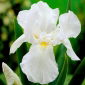 Iride del Cavaliere Bianco