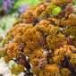 Sárga Xenox orpine - Sedum - palánta; él, béka gyomra, hárfás Johnny, örök élet, örökké él, nyárközép, Árva János, boszorkány pénzeszsákjai