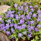 Small periwinkle - blue - seedling; dwarf periwinkle, common periwinkle, lesser periwinkle
