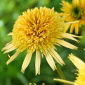 Maslový krém - šiška východná fialová dvojkvetá - 1 ks; ježko šiška, Echinacea