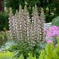 Bjørnebukser - Acanthus mollis - 1 stk; havdok, bjørnefotplante, kristtorn, gatorplante, østersplante