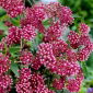 Seelenverwandte Sumpfwolfsmilch - Sämling; Rosenmilchkraut, Rosenmilchblume, Sumpfseidenkraut, weißer indischer Hanf - 