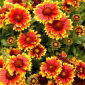 Fleur de couverture Arizona Sun - semis