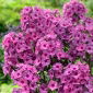 Klassisk Cassis fall phlox - 1 st