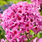 Ferris Wheel fall phlox - 1 pc