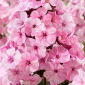 Picasso fall phlox - 1 st