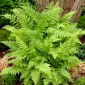 Kapradiny zahradní - Athyrium filix-female - kapradina dáma - 1 ks.