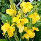 Sárga canna liliom