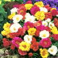 Moss Rose Double Mix - Portulaca grandiflora fl.pl. - 4500 frø