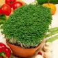 Semená Cress (Klíčky) - 4500 semien - Lepidium sativum